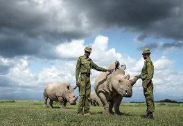 The Last of the Northern White Rhinos