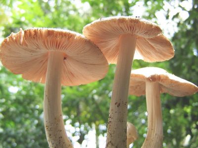 Mushrooms: An Unexpected Plastic Waste Solution