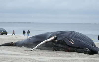 East Coast Sees 23 Whales Wash Ashore from January to March 2023